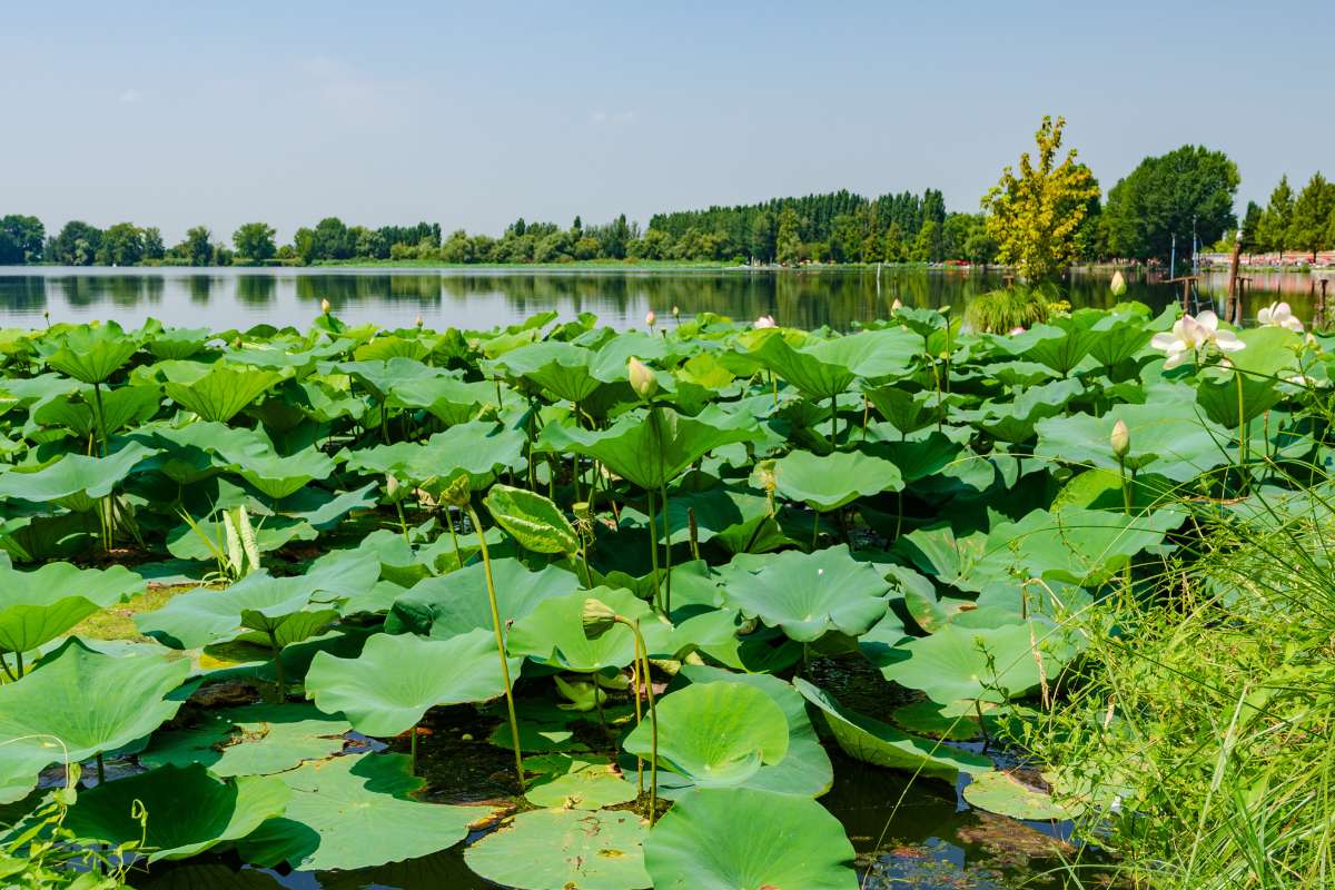 Dove vedere i fiori di Loto a Mantova